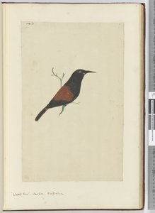 F.18 Oiseau à wattles. Coucou. Nouvelle-Zélande, 1772-75 - Isaac Smith