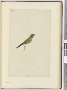 F.22 Oiseau moqueur, 1772-75 - Isaac Smith