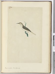 F.23 Petit coucou. Nouvelle-Zélande, 1772-75