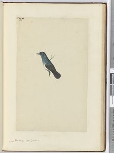 F.25 Grand éventail. Nouvelle-Zélande, 1772-75 - Isaac Smith