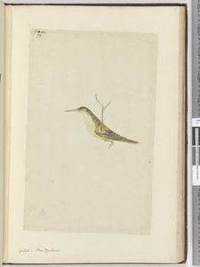 Coucou. Nouvelle-Zélande, 1772-75 - Isaac Smith