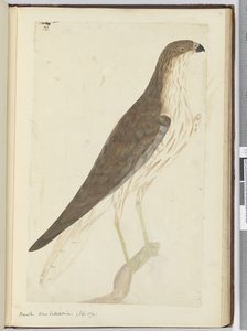 Faucon. Nouvelle-Calédonie. (Sept. 1774), 1772-75