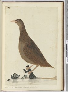 Râle ou poule des bois. Nouvelle-Zélande. (Se nourrit près des petits ruisseaux), 1772-75