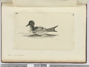 Pintado. Vu en haute latitude sud, 1772-75 - Isaac Smith