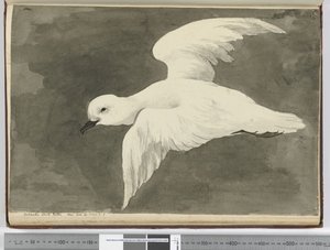Pétrel blanc antarctique. Vu en lat. 60 à lat. 71 S., 1772-75 - Isaac Smith