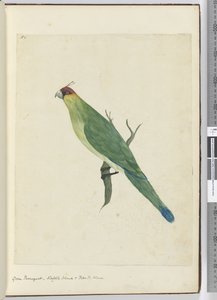 F.3 Perruche verte. Île Norfolk et Îles Amicales, 1772-75 - Isaac Smith