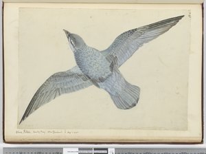Pétrel bleu. Baie Sombre Nouvelle-Zélande. En haute latitude sud, 1772-75 - Isaac Smith