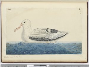 Albatros. Vu en mer haute latitude sud, 1772-75 - Isaac Smith