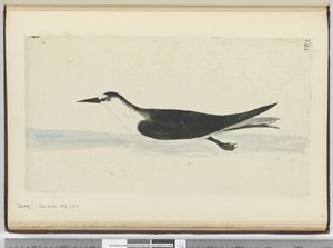 Noddy. Vu en mer haute latitude sud, 1772-75 - Isaac Smith