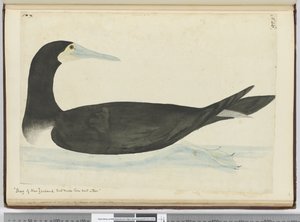 Cormoran de Nouvelle-Zélande qui fait son nid dans les arbres, 1772-75 - Isaac Smith