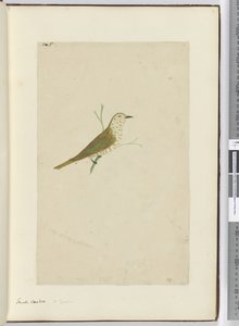 F.5 Petit coucou. Nouvelle-Zélande, 1772-75 - Isaac Smith