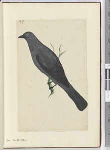 F.6 Corbeau. Nouvelle-Calédonie, 1772-75