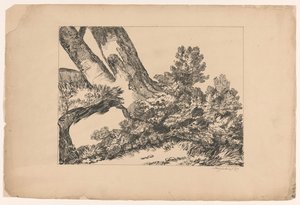 Végétation sous un arbre