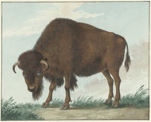 Bison - Isaac van Haastert