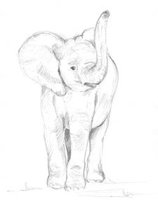 Bébé éléphant 02