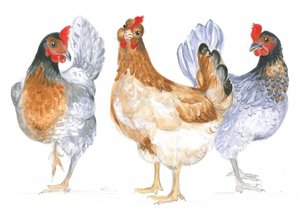 Poules caquetantes