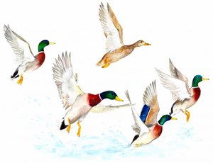 Canards en vol