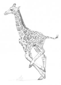 Girafe