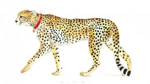 Promenade gracieuse du guépard