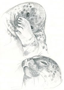 Dessin de phoques gris