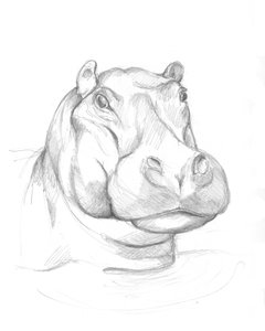 Hippopotame 02