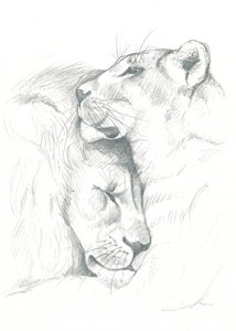 Sérénité du lion