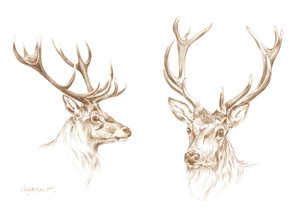 Dessin d