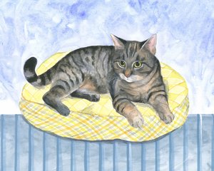 Chat-coussin