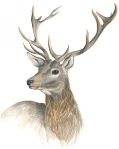 Portrait royal de cerf