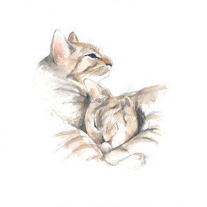 Chats détendus