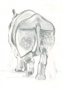 Douce foulée du rhinocéros