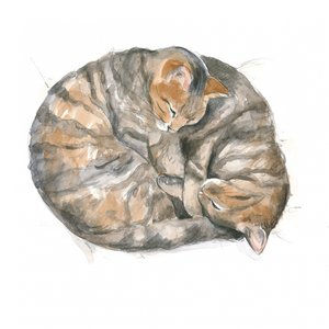 Chats ronds