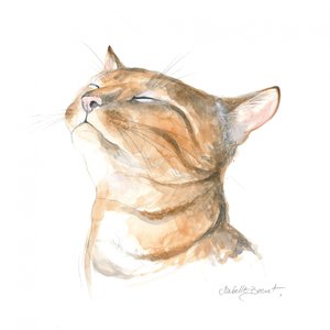 Chat tigré serein