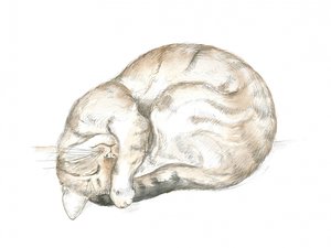 Chat tigré endormi