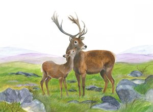 Cerf et jeune biche