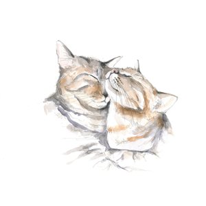 Chats dormant doucement