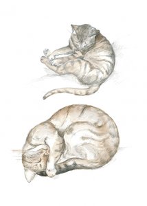 Deux études de chats