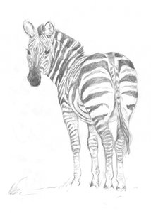 Zèbre