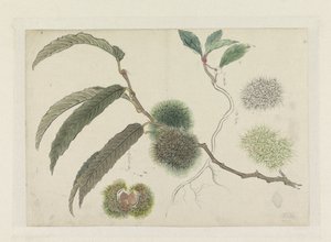 Châtaignes sur une branche - Ishikawa Kazan