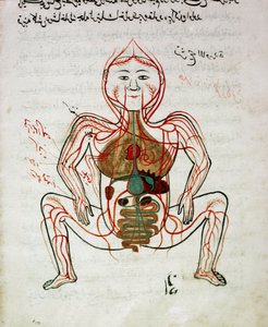Médecine arabe : « circulation sanguine et système digestif » Miniature du manuscrit d