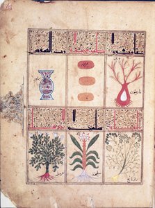 Ms. Arabe 2964 fol.49 Plantes du Traité de Thériaque d