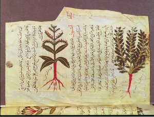 Ms. Arabe 4947 fol.84, Plantes d