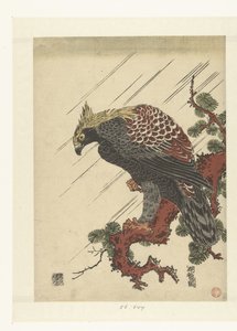 Aigle sur une branche de pin sous la pluie