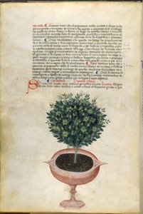 Un plant de basilic dans un pot, illustration du 