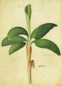 Acorus calamus par Ulisse Aldrovandi - Italian School