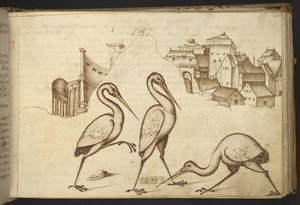 Des ibis (