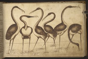 Oiseaux, de Historia Animalium - Italian School