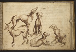 Chiens de différentes races (