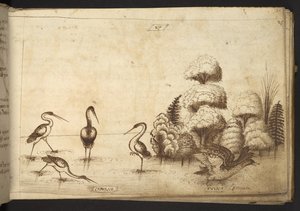 Oiseaux échassiers (