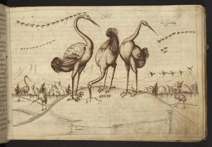 Des grues (
